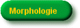 Morphologie